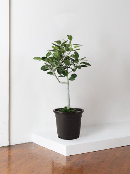 Ficus Audrey Tree