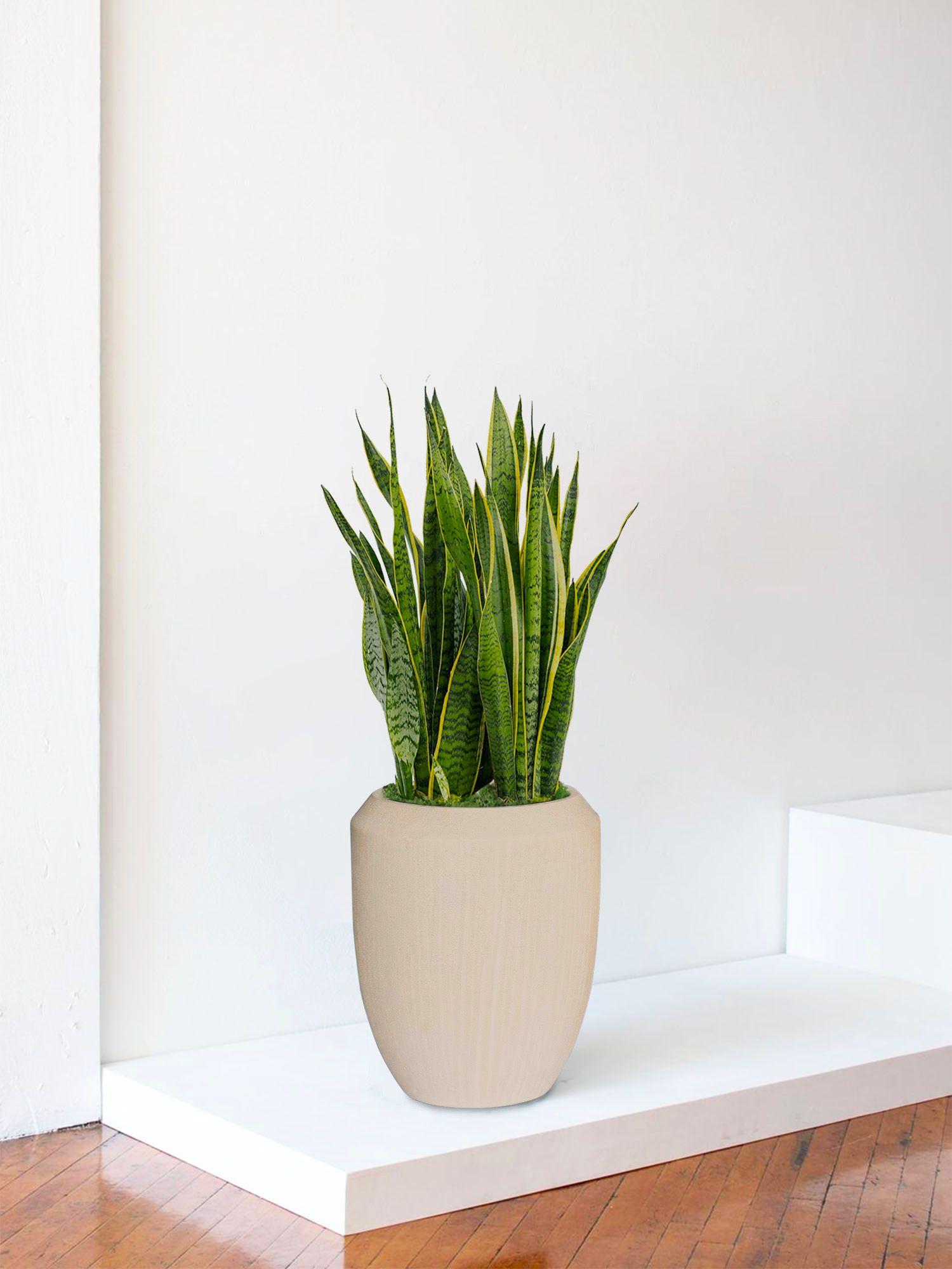 Sansevieria Laurentii