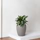 Silver Evergreen