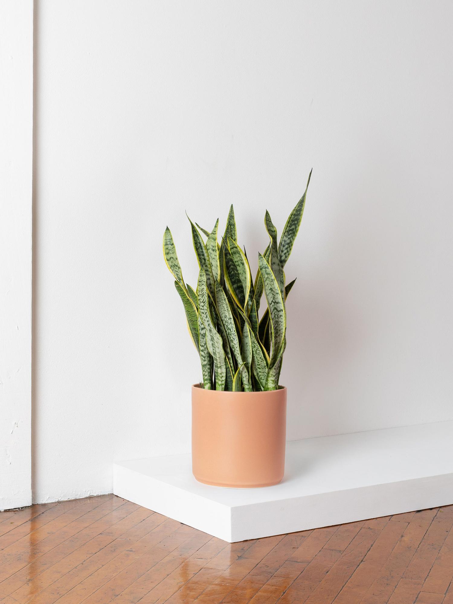 aglaonema anyanmanee 6'' Nursery Pot main image 0