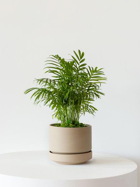 Parlor Palm