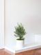 Olive Bush