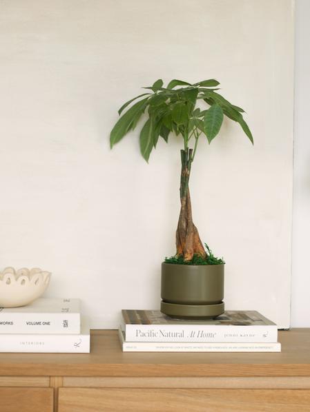 Year Of The Dragon Braided Money Tree