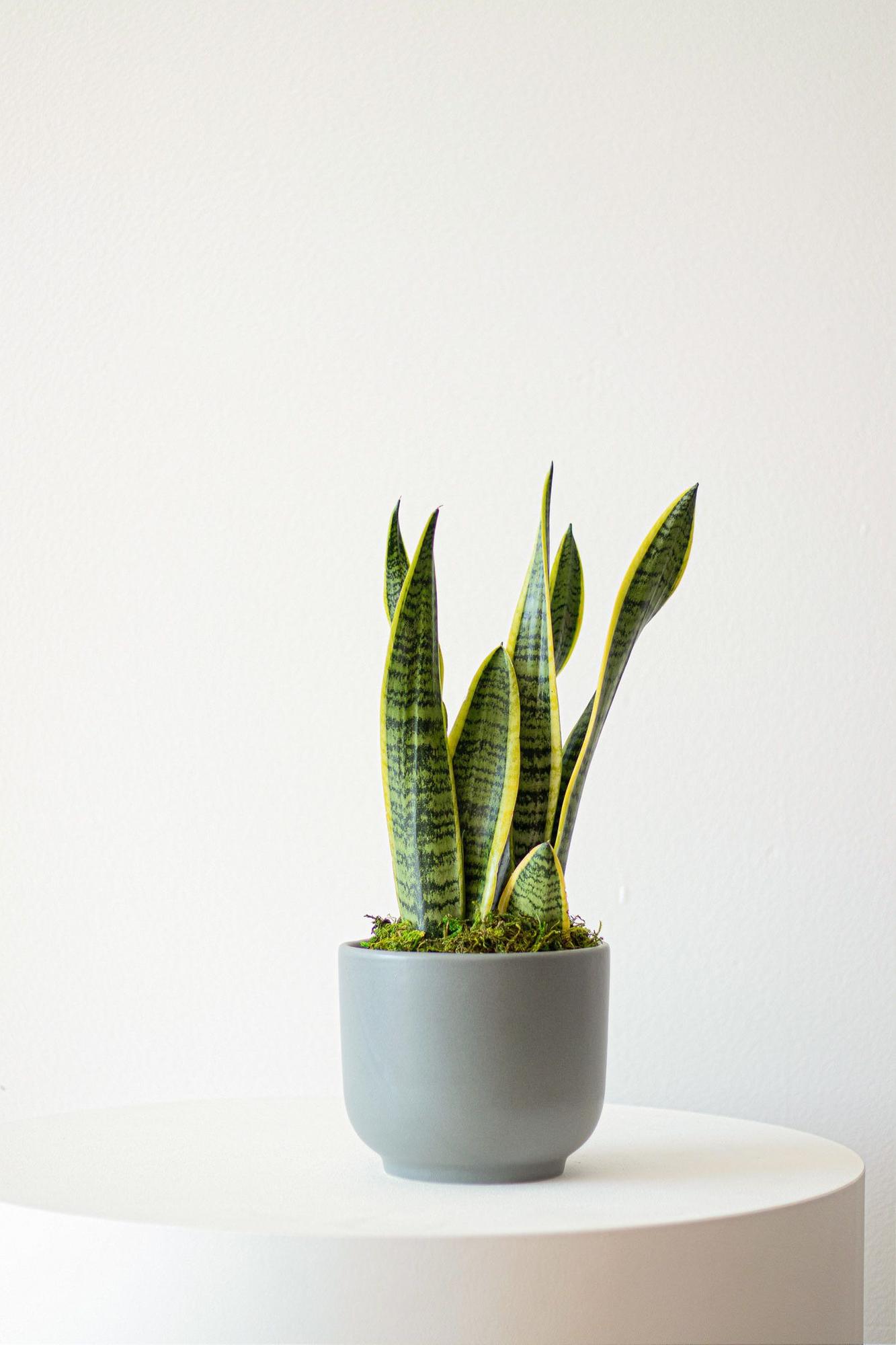 Snake Plant Laurentii