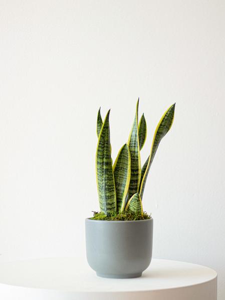 Snake Plant Laurentii