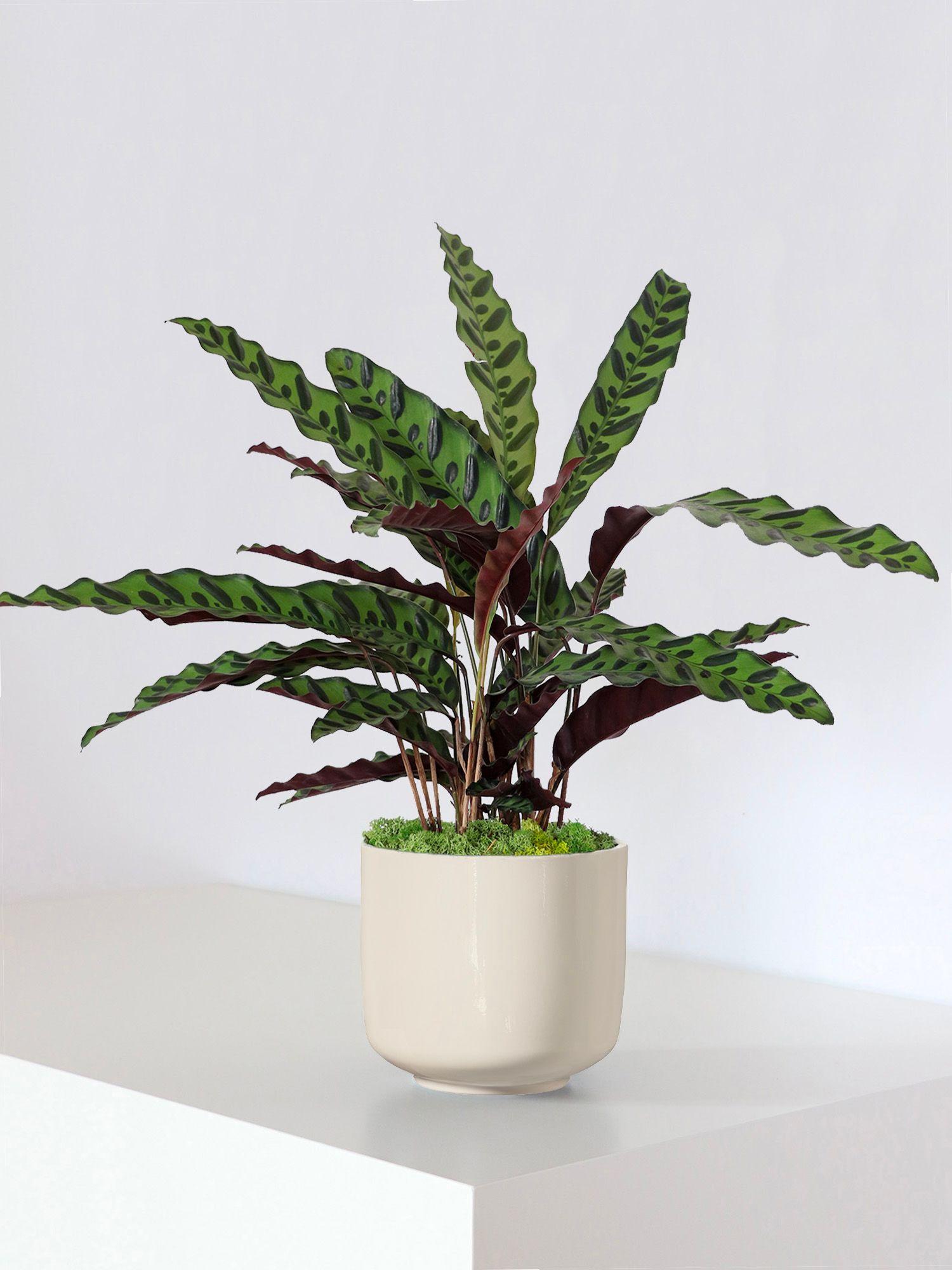 Adoptez le style Dolce Vita avec les cache-pots Curvy aux courbes élégantes inspirés des jardinières classiques en forme de cloche popularisées dans les années 1960.