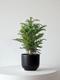 Norfolk Island Pine