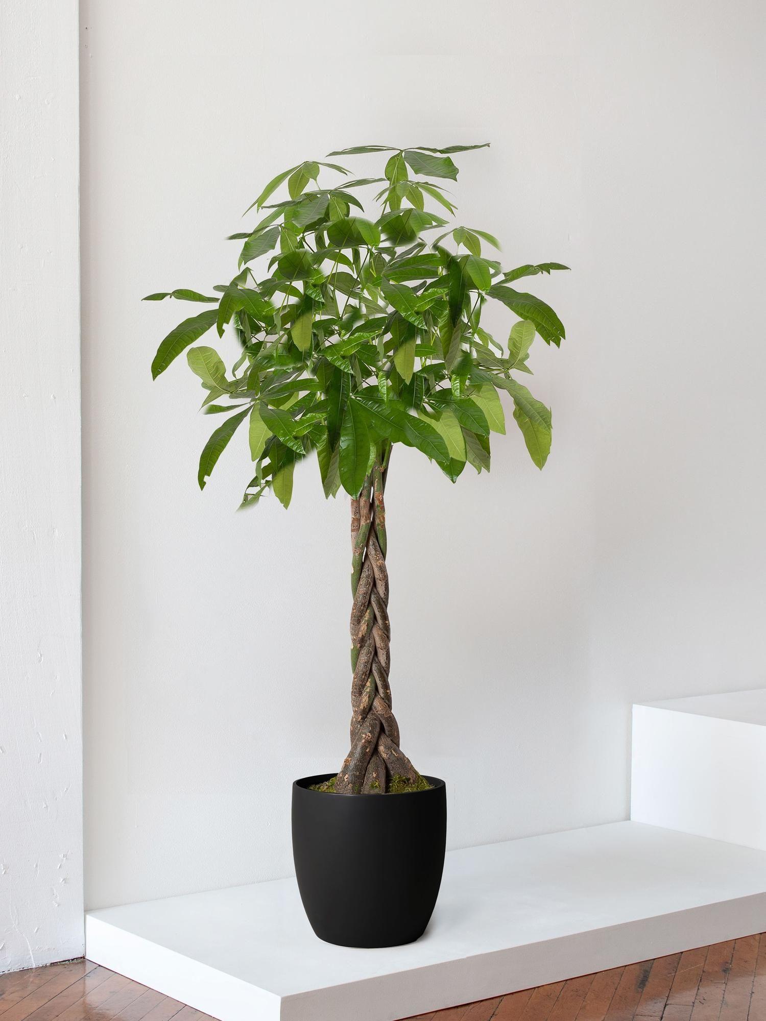 Braided Money Tree
