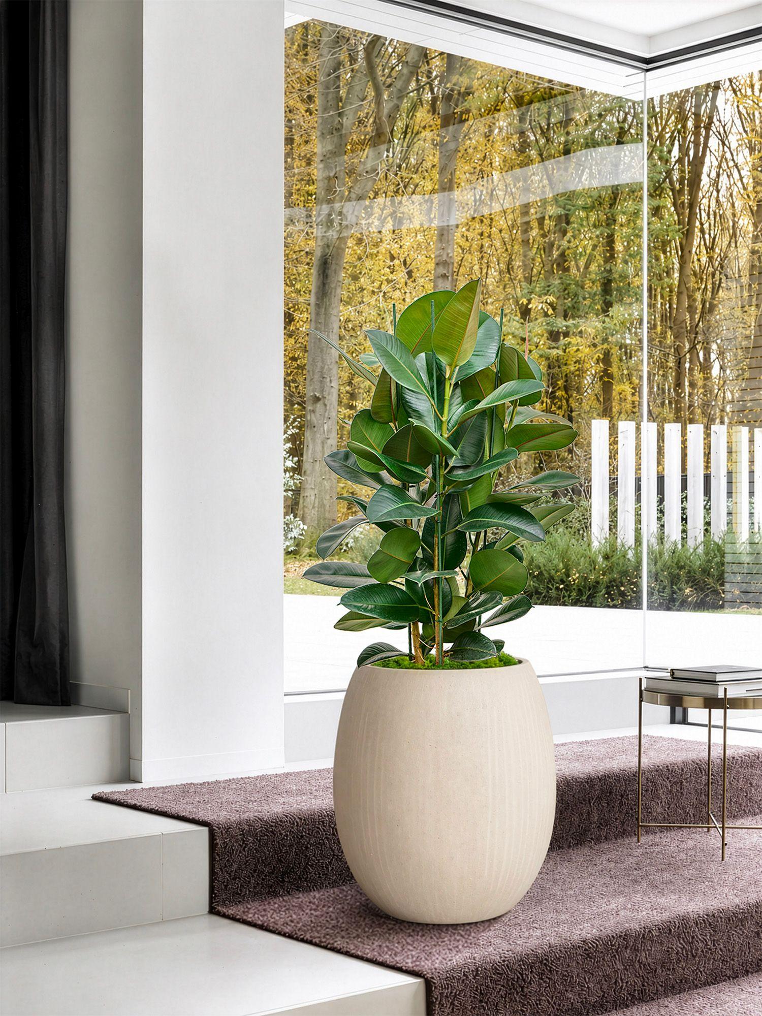 Ficus Elastica Robusta