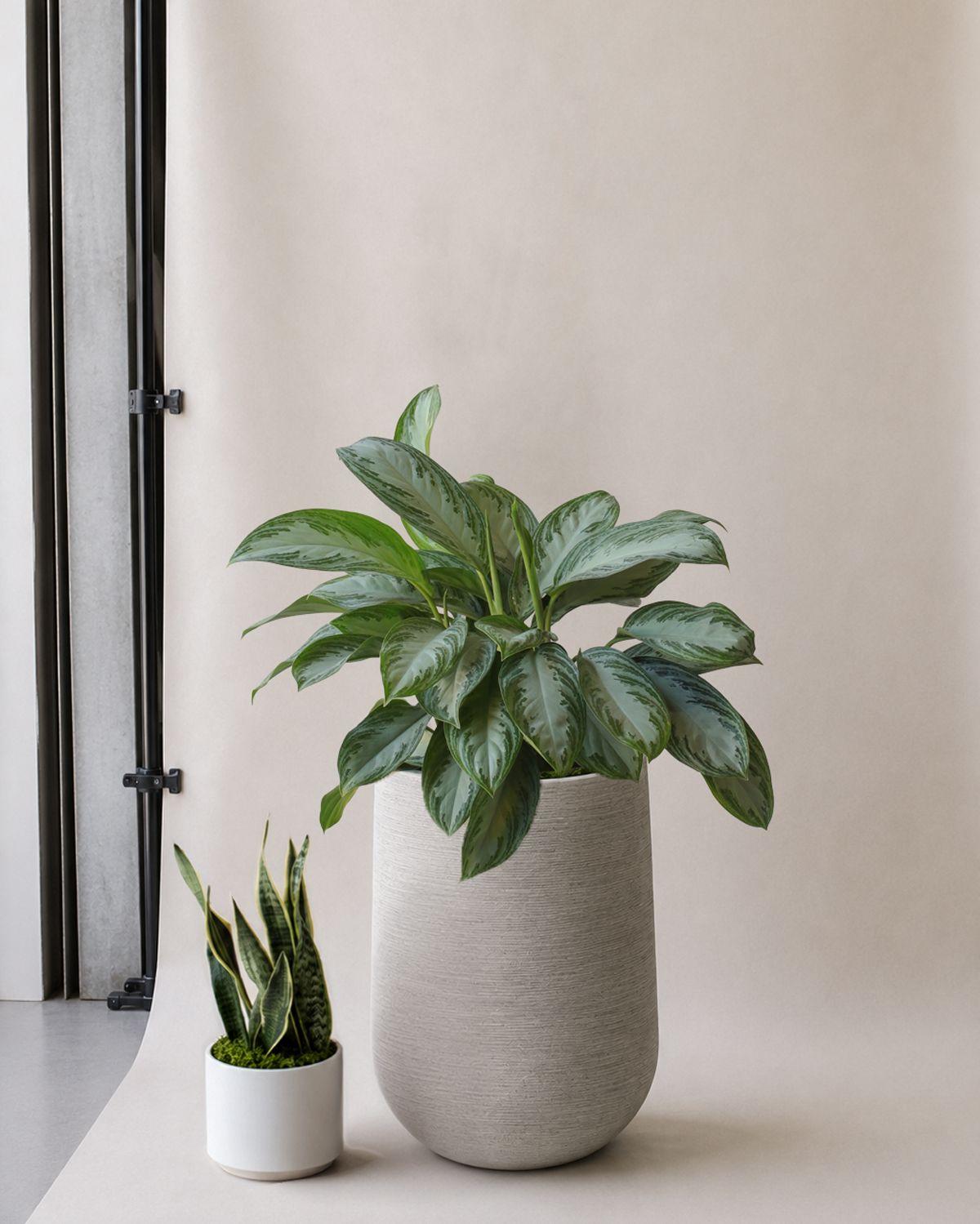 Silver Evergreen scale image