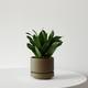 Dracaena Compacta