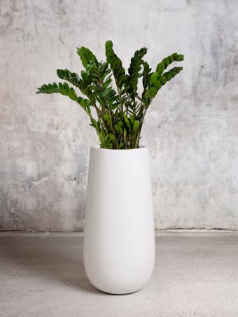 indoor plants picture