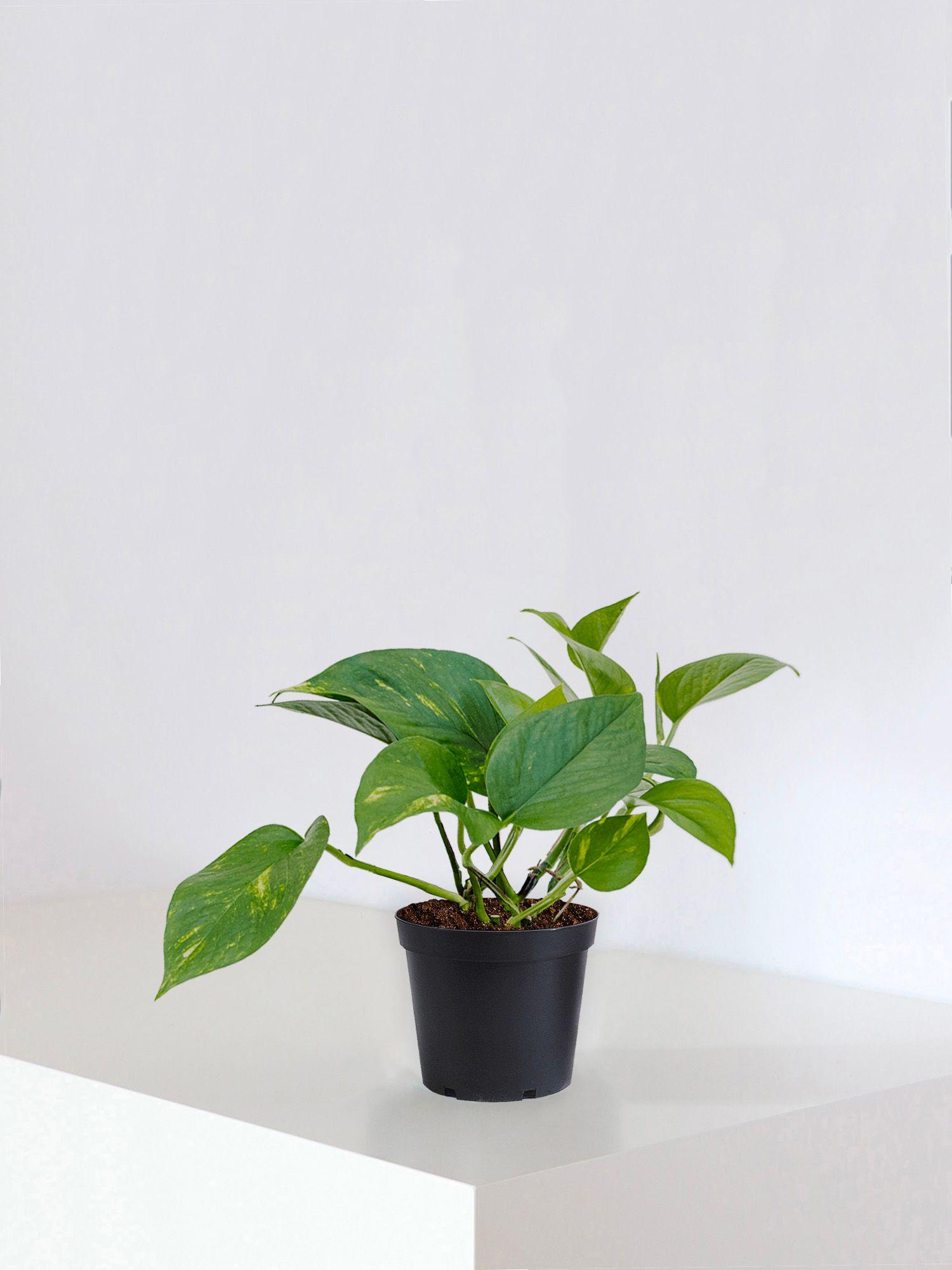 Cascading Pothos