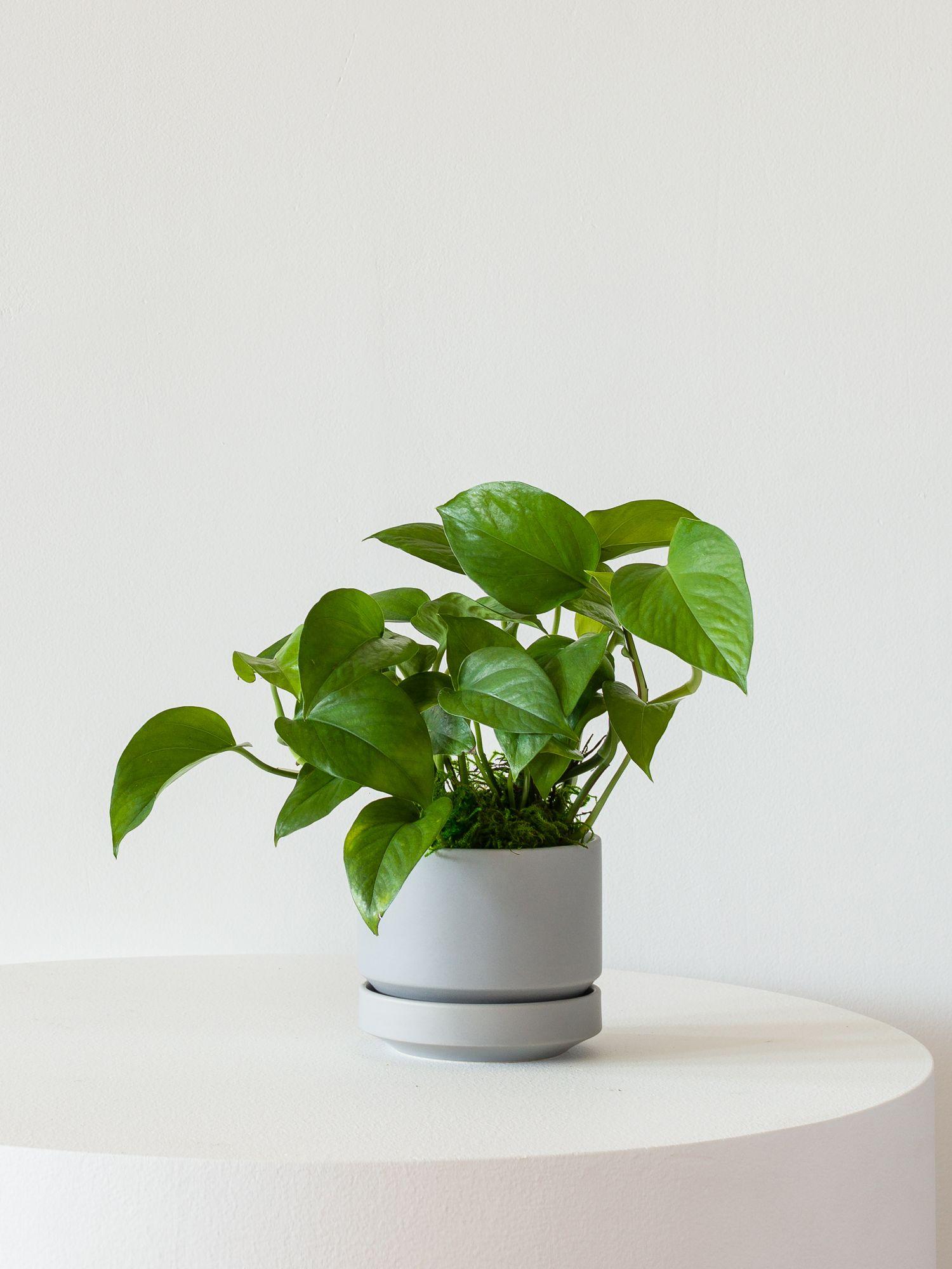 Jade Pothos