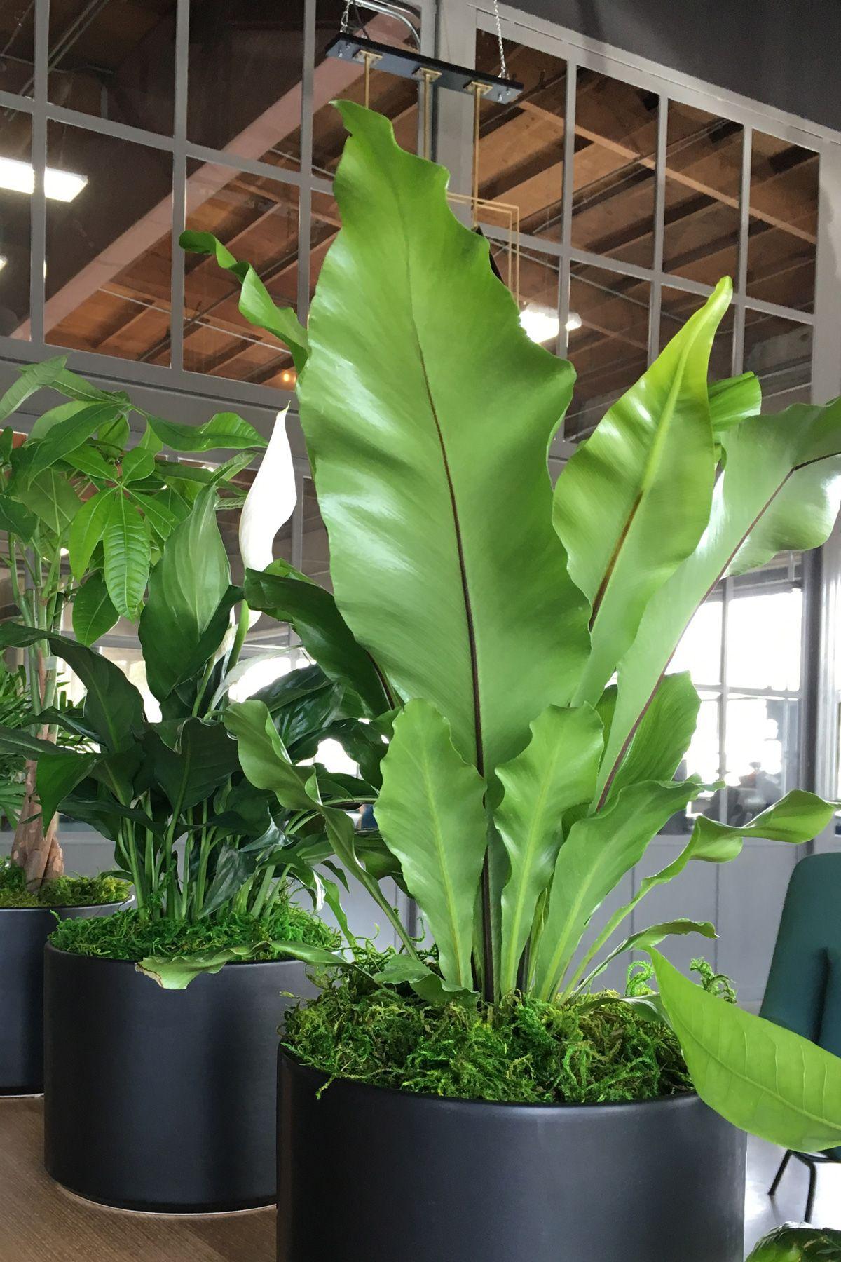 Rattlesnake & Bird’s Nest Duo