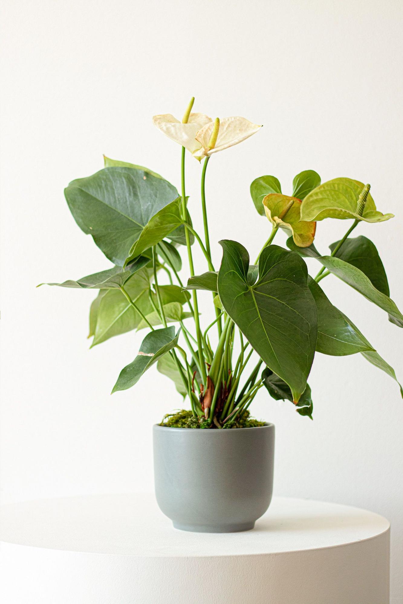 Anthurium - Queen of Spades