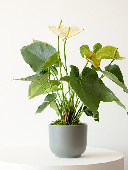 Anthurium - Queen of Spades
