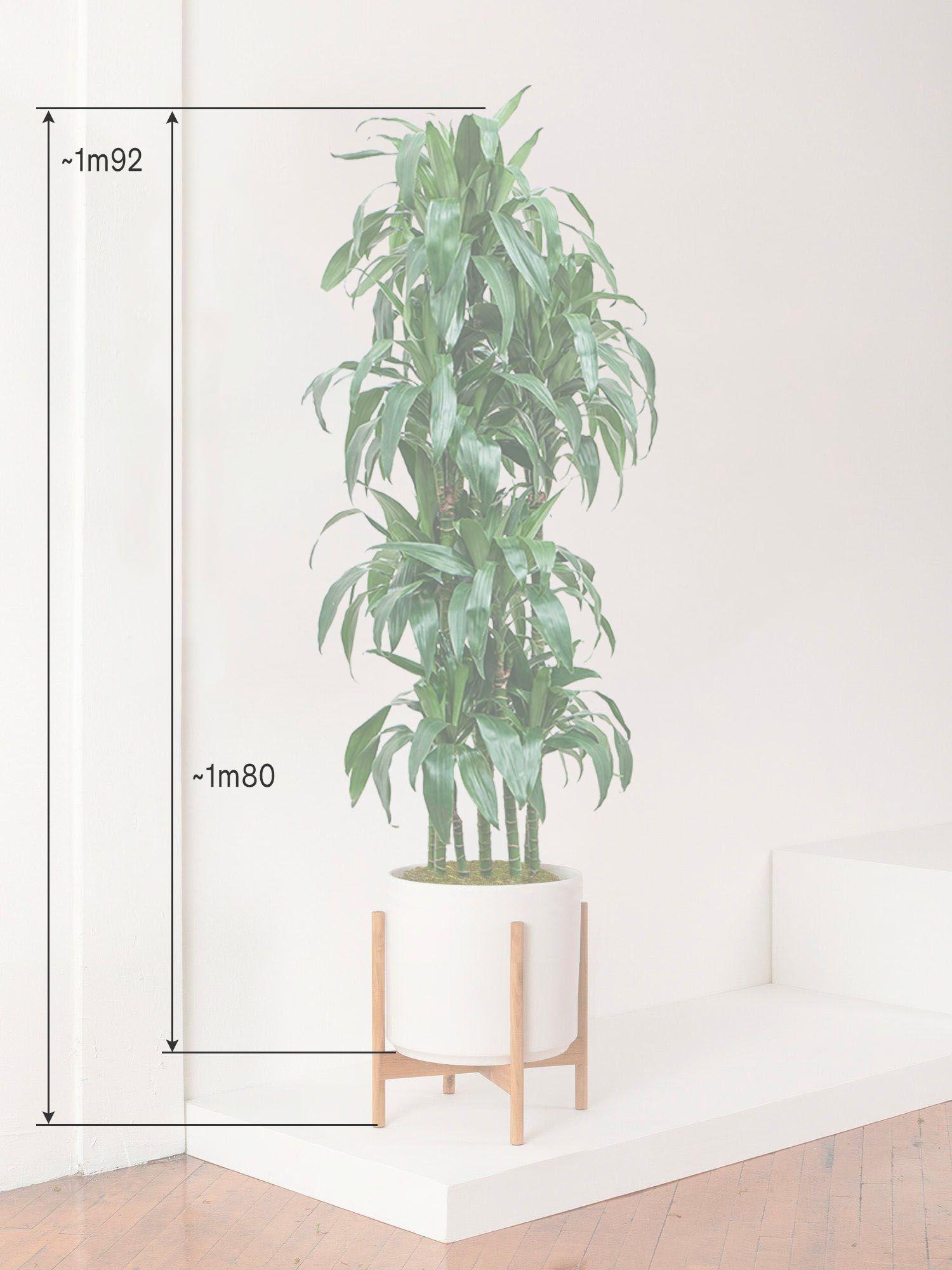 Dracaena Fragrans Janet