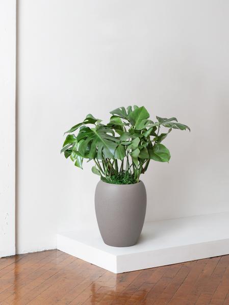 Monstera Deliciosa