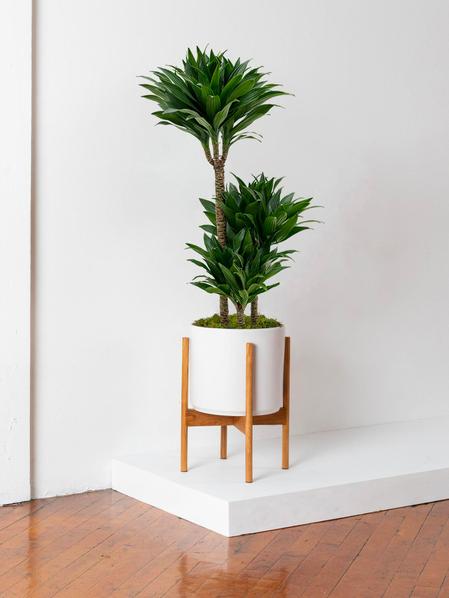 Dracaena Fragrans Compacta