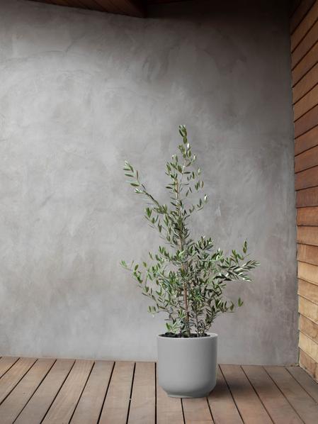 Olive Bush