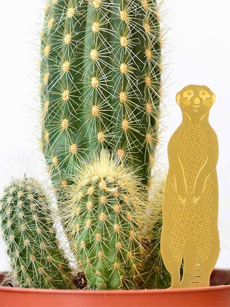 Plant Animal Suricate