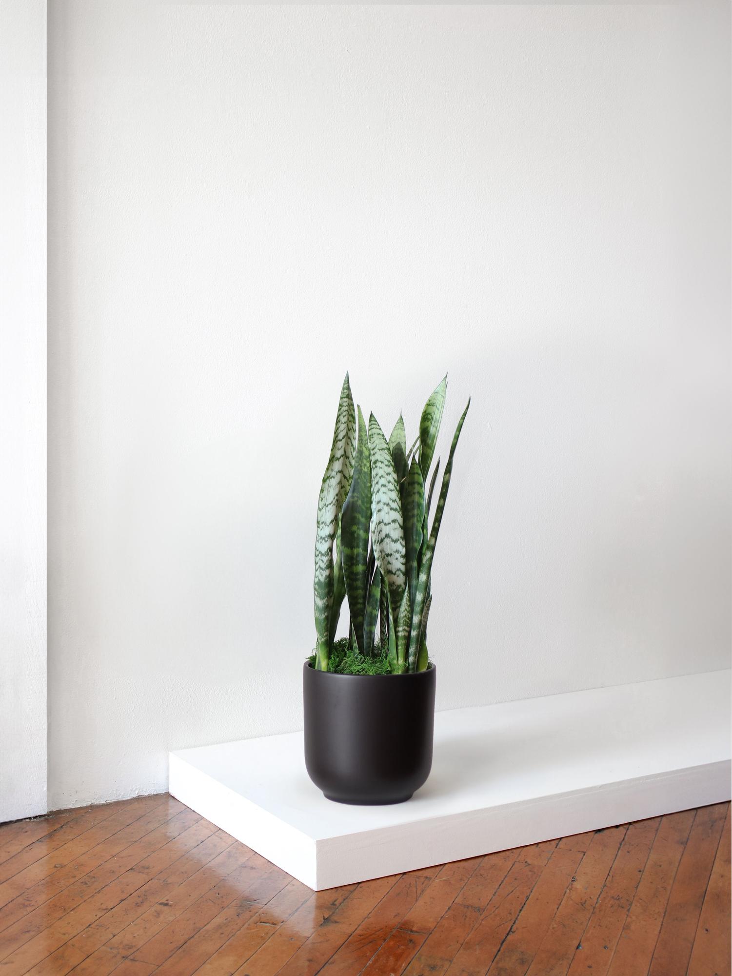 Black Coral Snake Plant