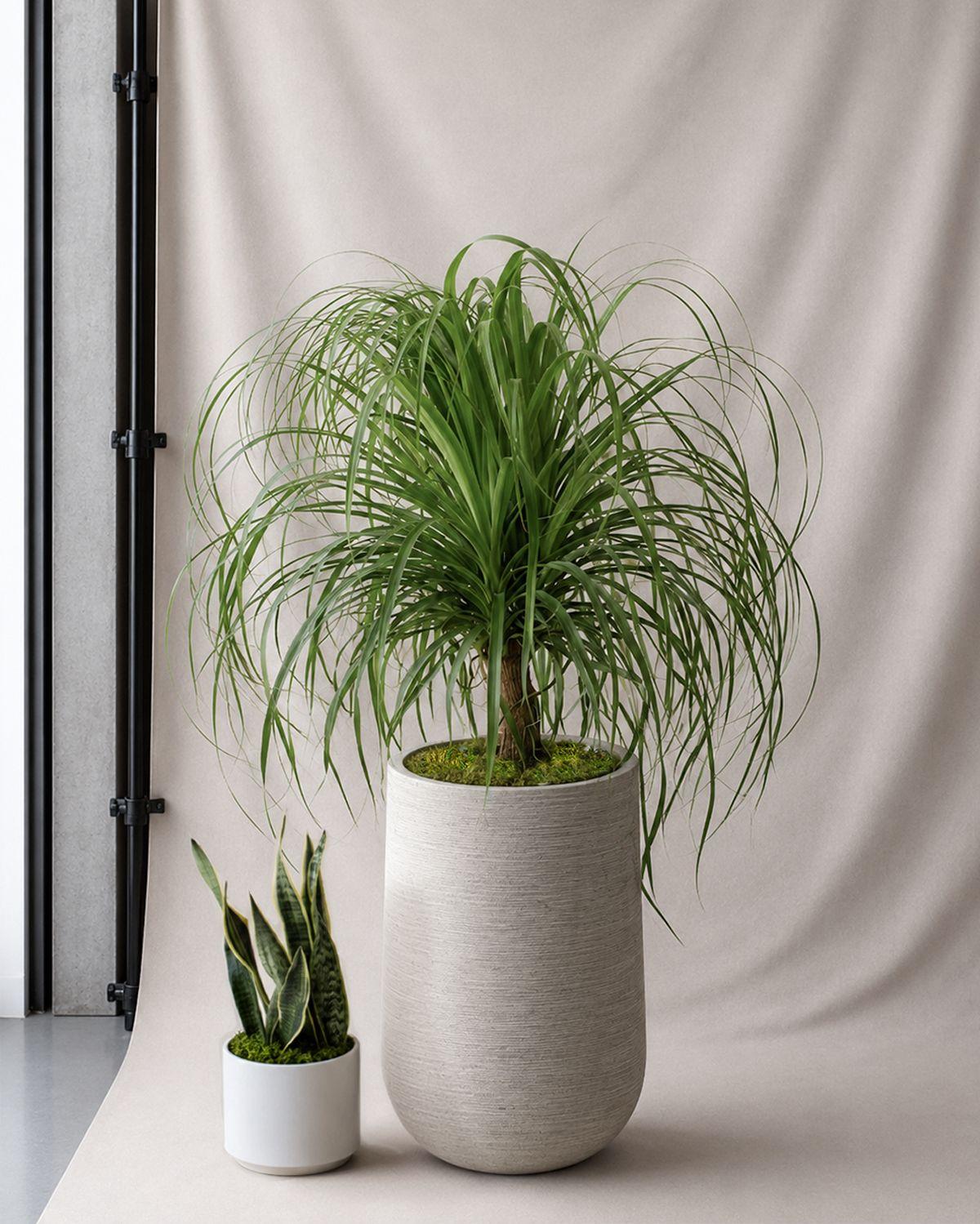 Ponytail Palm scale image