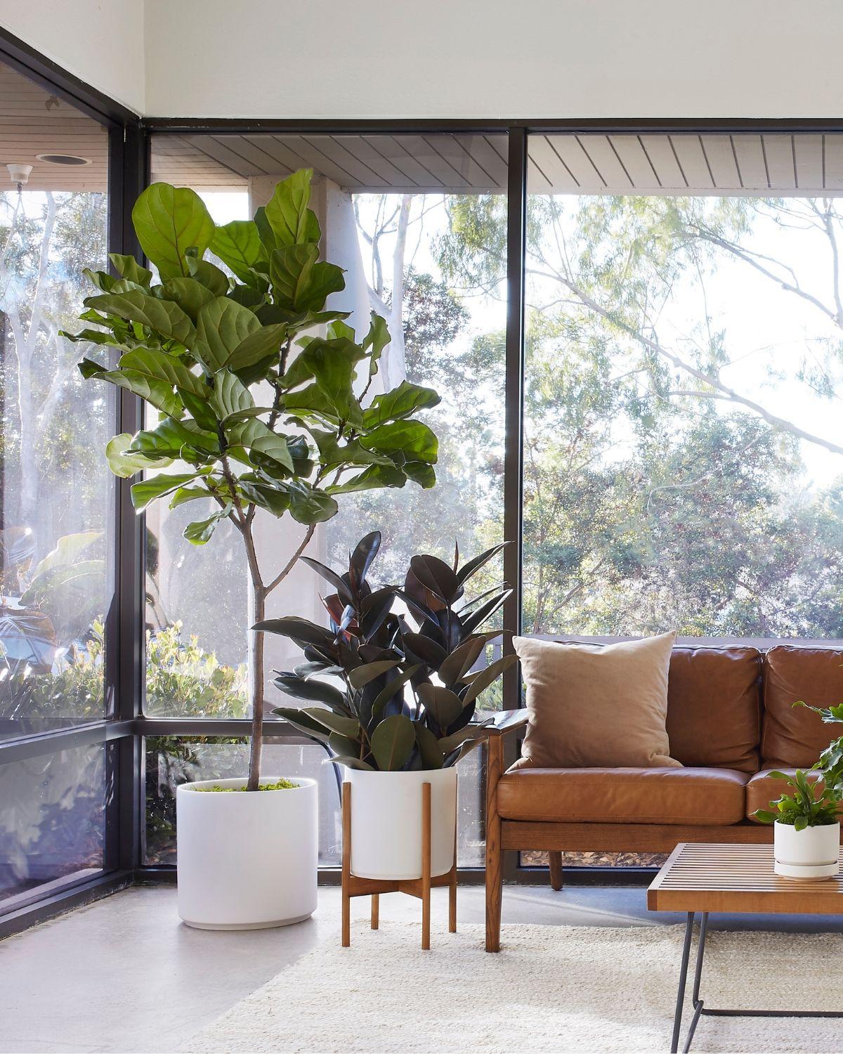 Fiddle Leaf Fig Tree