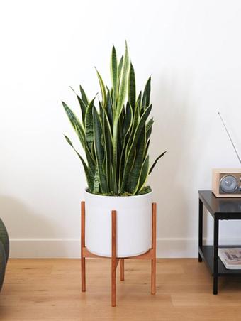 Vous disposez d'un emplacement avec peu de lumière et recherchez une plante d’intérieur pouvant s’y plaire ? Découvrez notre sélection de plantes vertes en pot nécessitant peu de lumière naturelle.