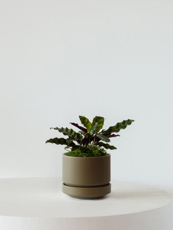 indoor plants picture