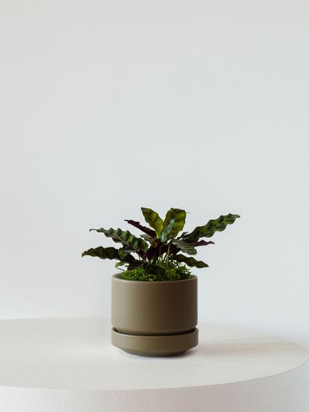 Calathea Rattlesnake