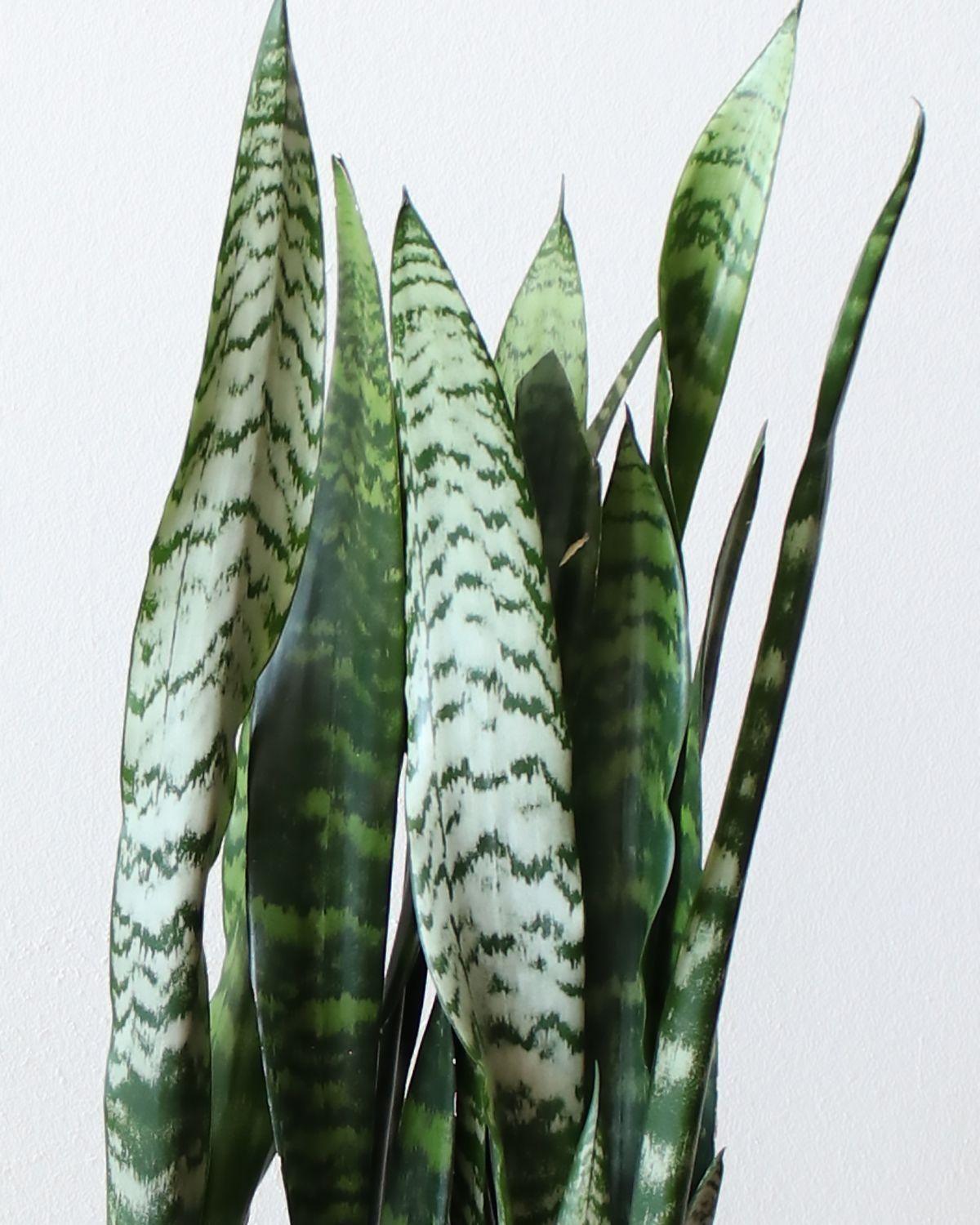 Black Coral Snake Plant