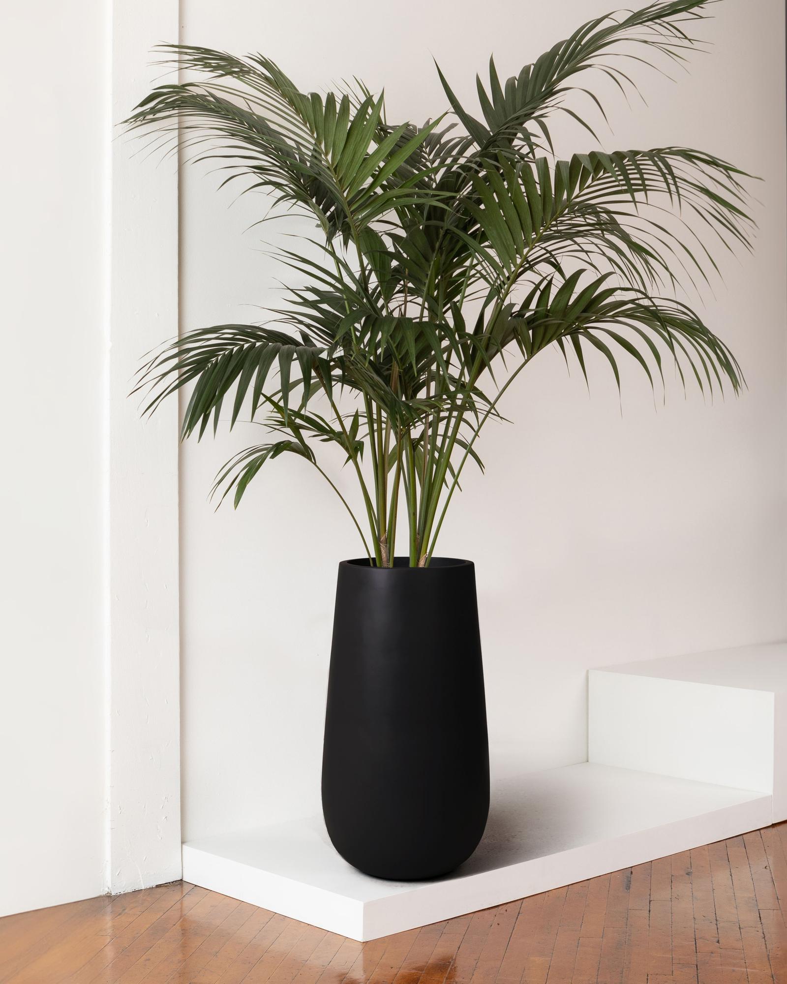 Kentia Palm