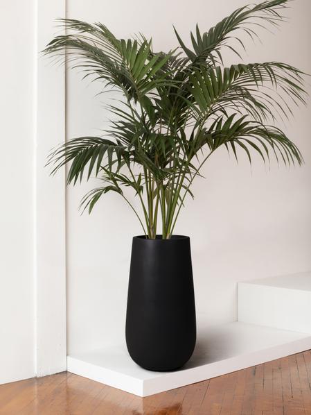 Kentia Palm