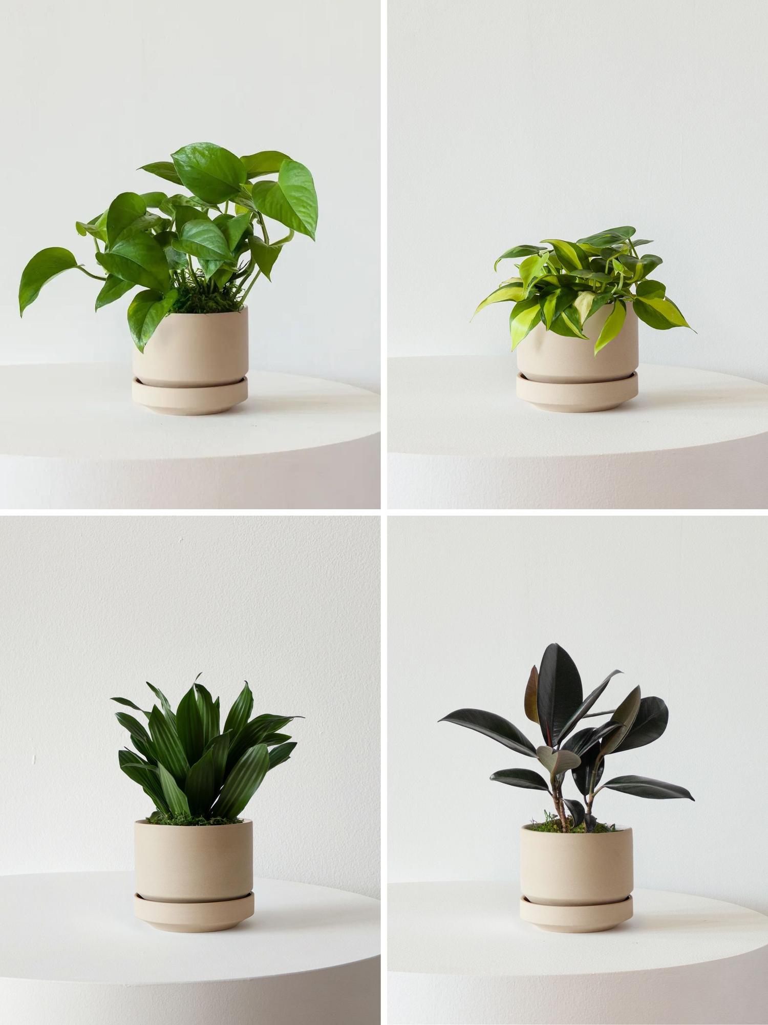 Easy Accents Plant Package - Sand Scandinavian Ceramic 