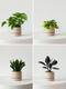 Easy Accents Plant Package