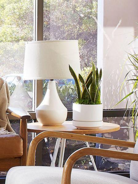 Snake Plant Laurentii