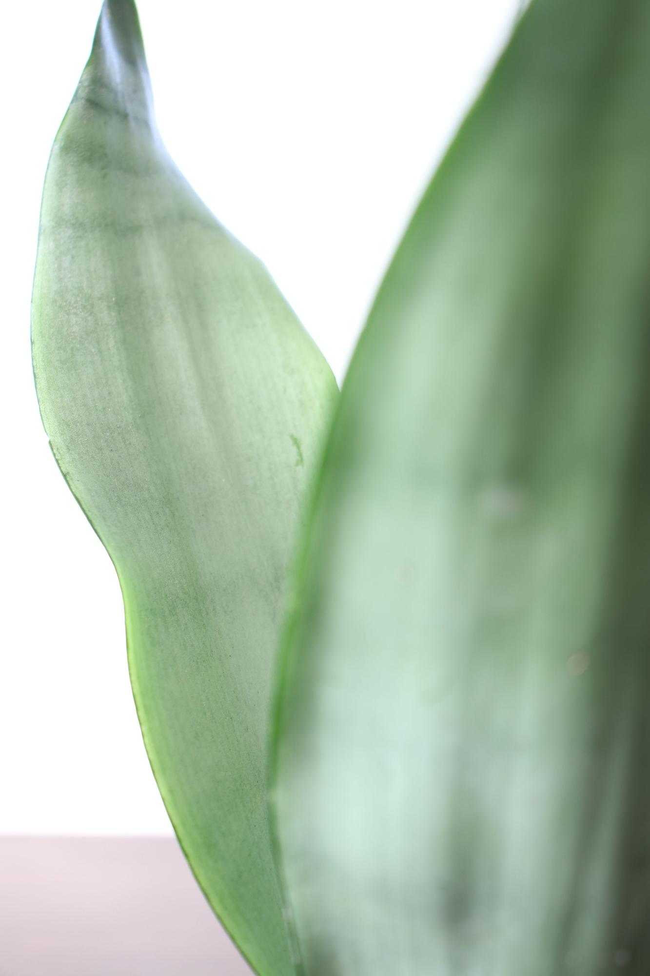 Moonshine Snake Plant