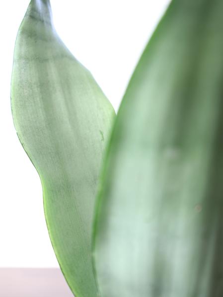 Moonshine Snake Plant