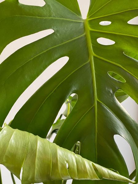 Monstera Deliciosa