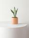 Moonshine Snake Plant