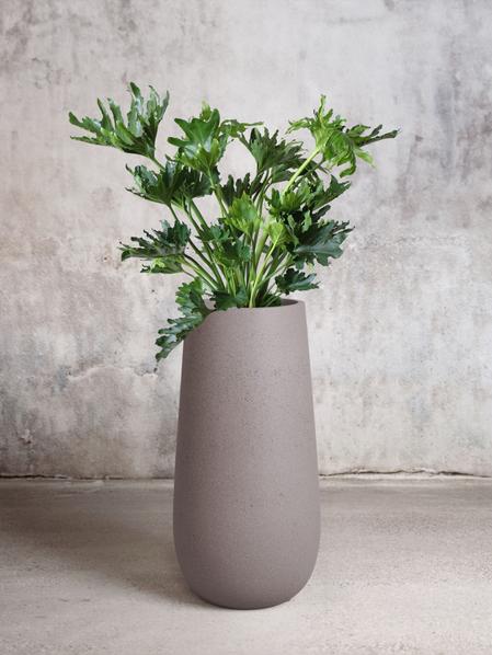 Hope Philodendron