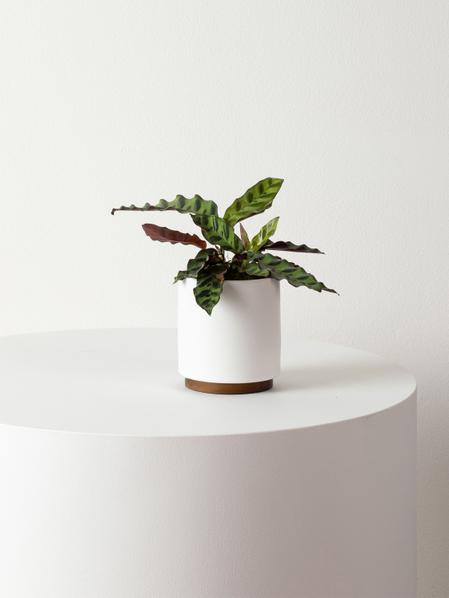 Calathea Rattlesnake