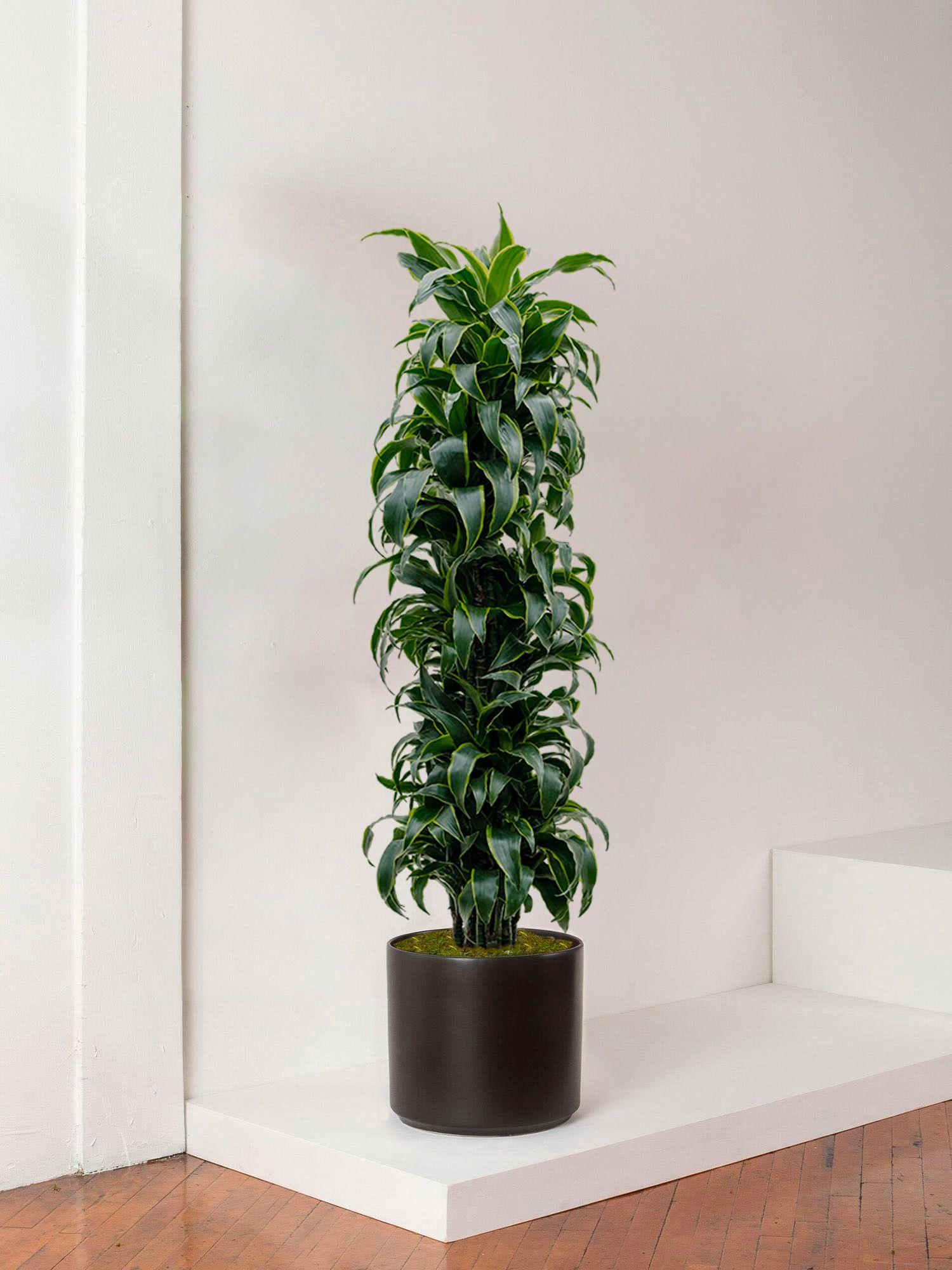 Dracaena Fragrans Dorado Extra Large (1m70) + Pot Mid-Century | Lon &  George