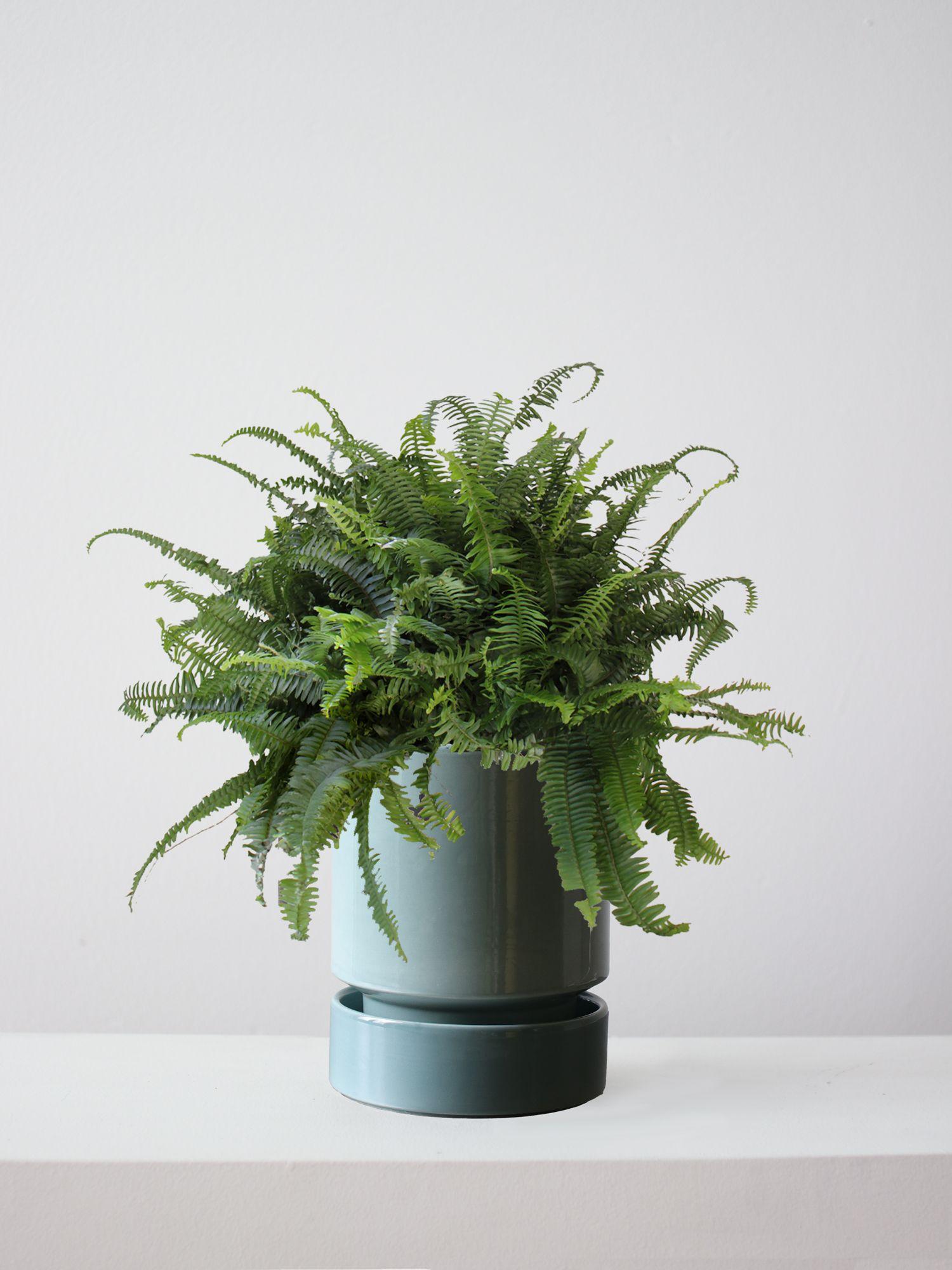 Boston Fern
