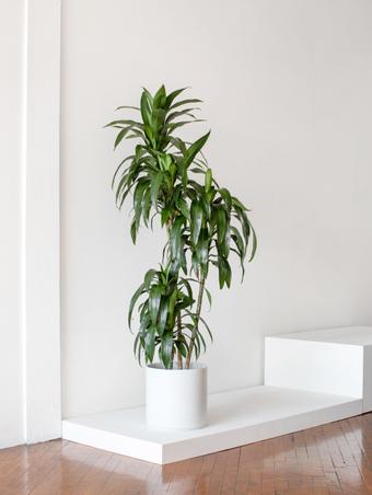 indoor plants picture