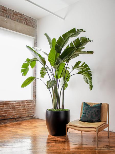Large bird of paradise plant deals
