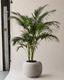 Kentia Palm