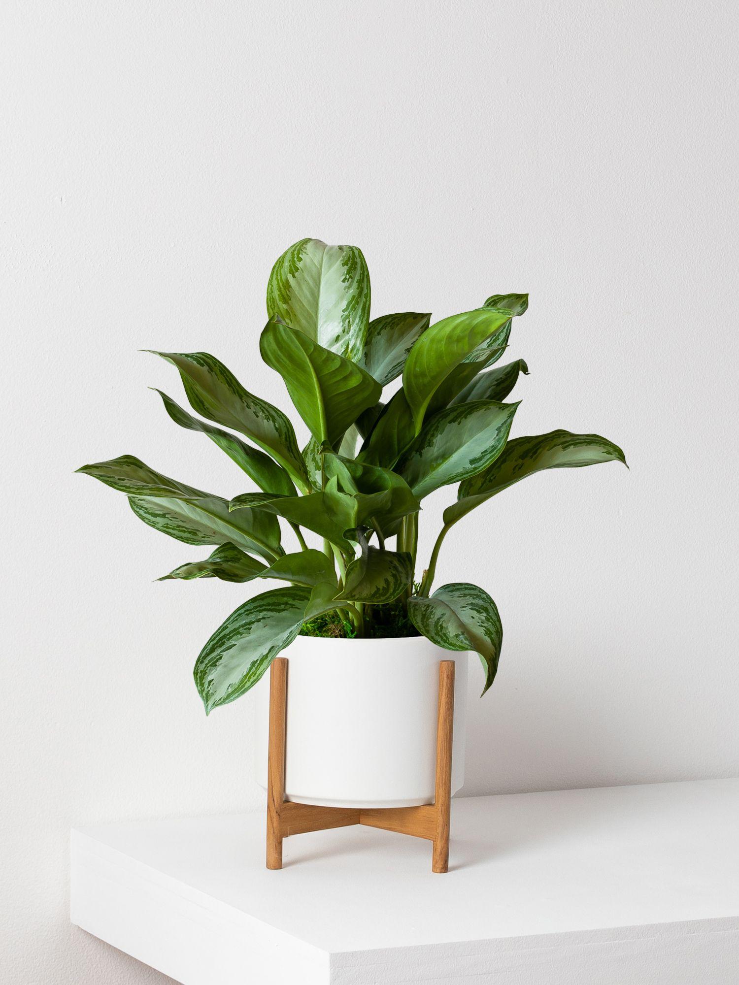 silver-evergreen-white-mid-